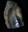 Large Partially Worn Triceratops Tooth - Montana #13020-1